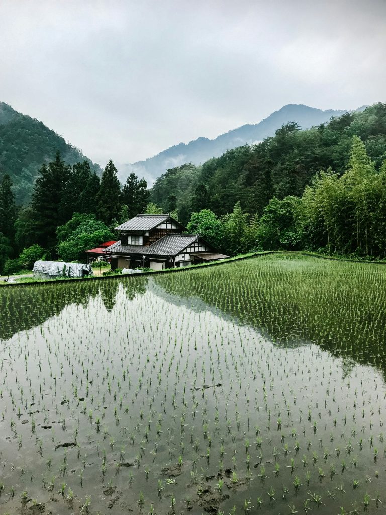 japan rice field