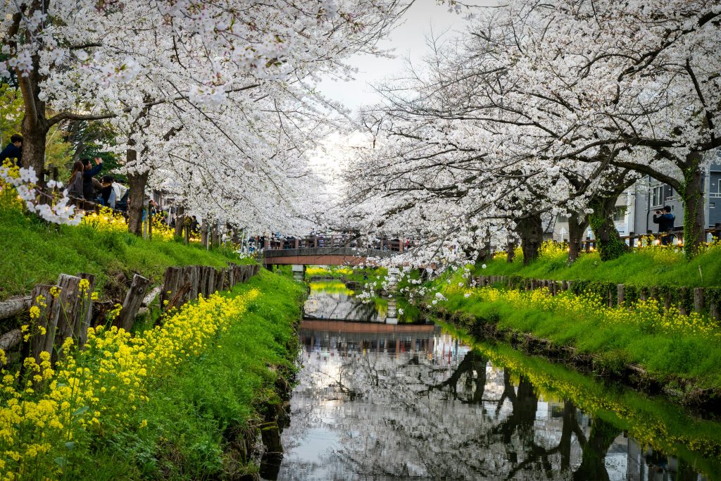 japan spring cherry blossom march may