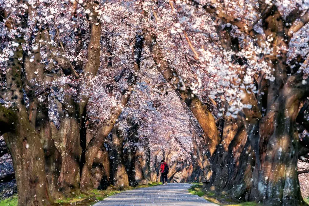 cherry blossom forecast