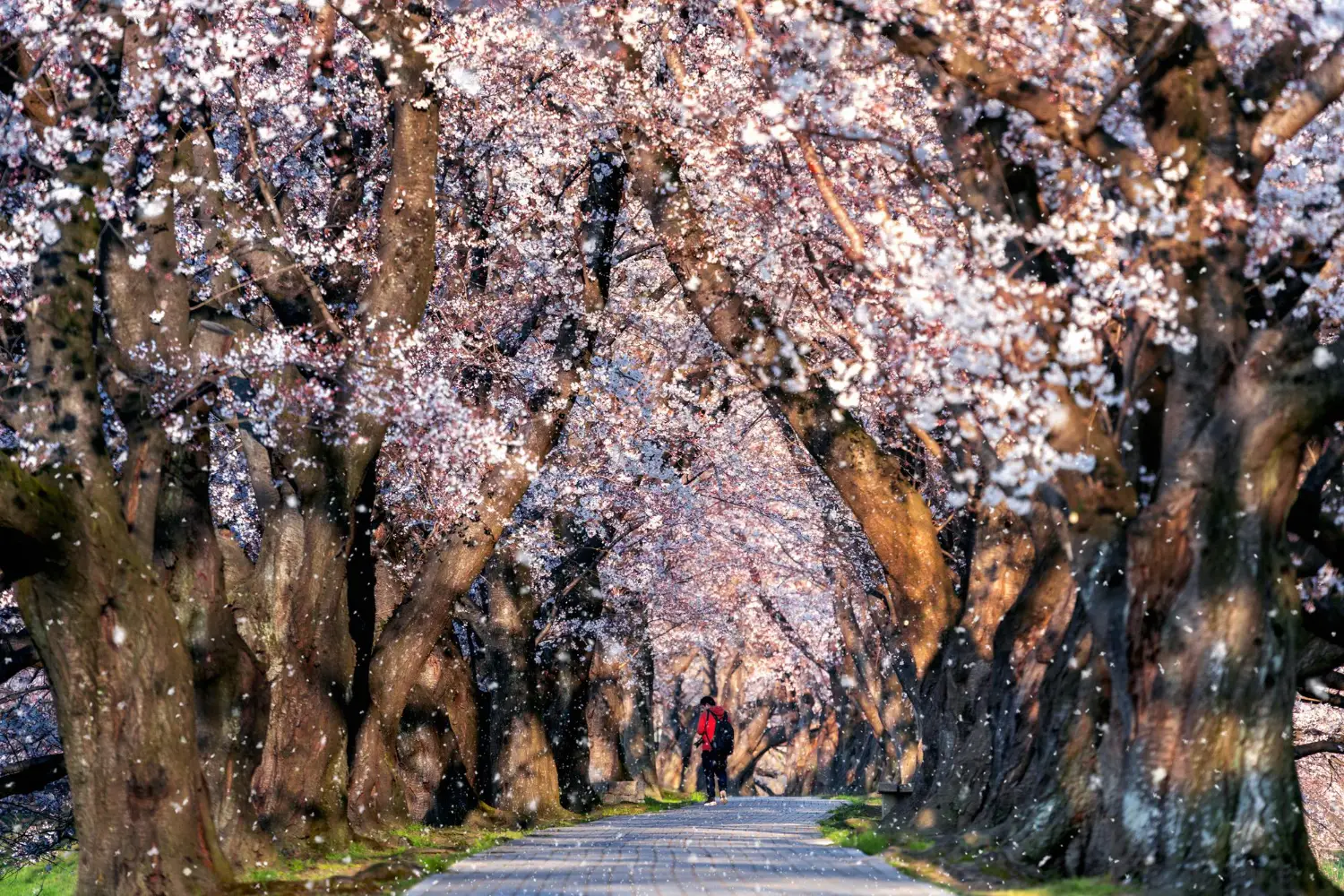 cherry blossom forecast