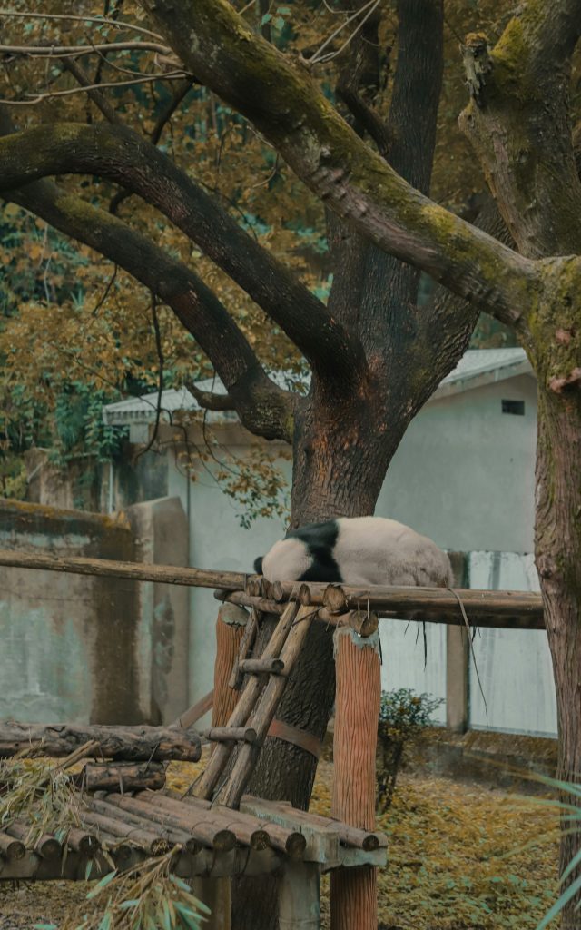Ueno-Zoo-tokyo