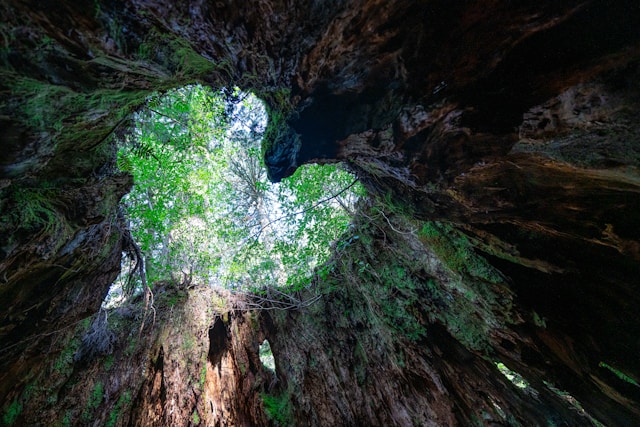 Yakushima forest japan 1