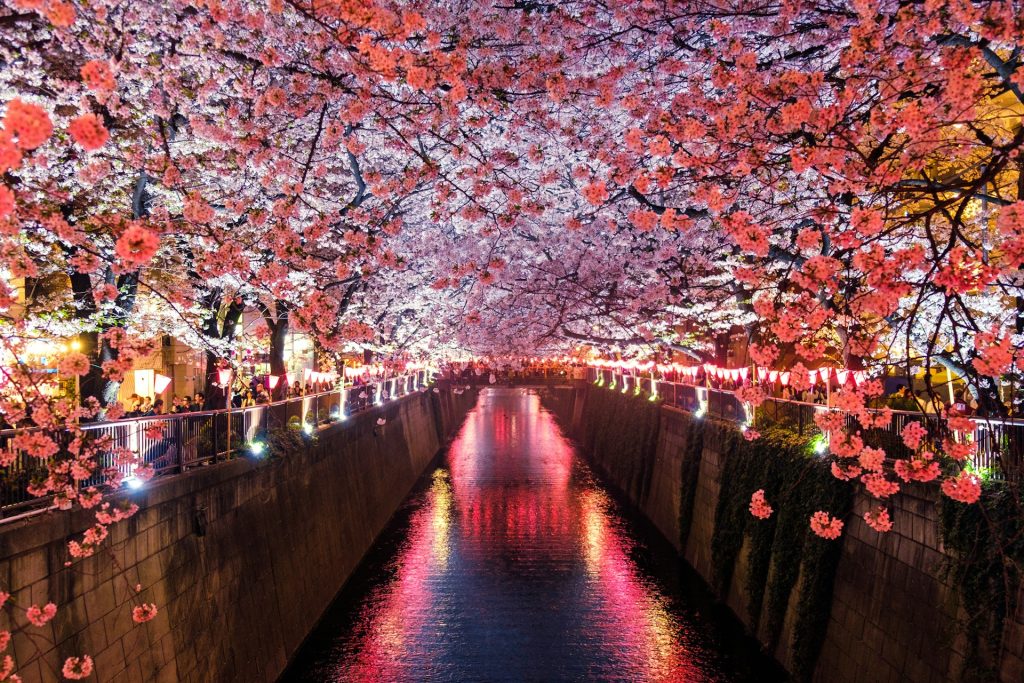 cherry blossom japan