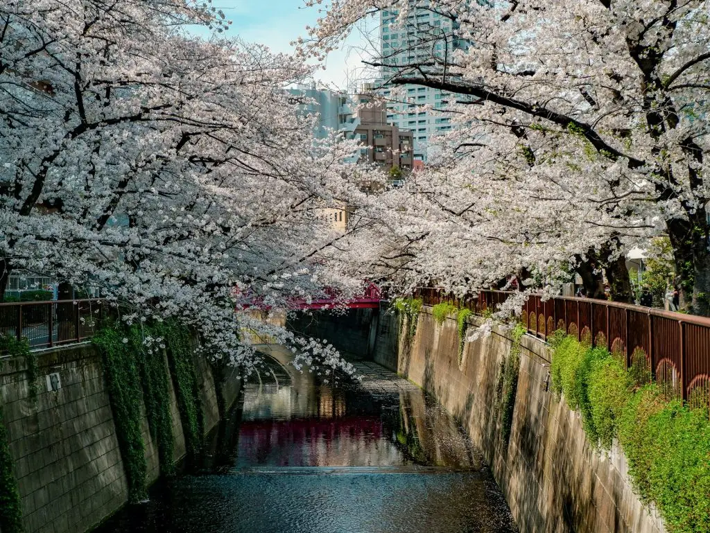 hanami cherry blossom japan