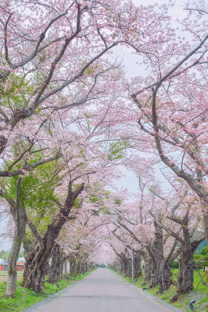 hokkaido cherry blossom