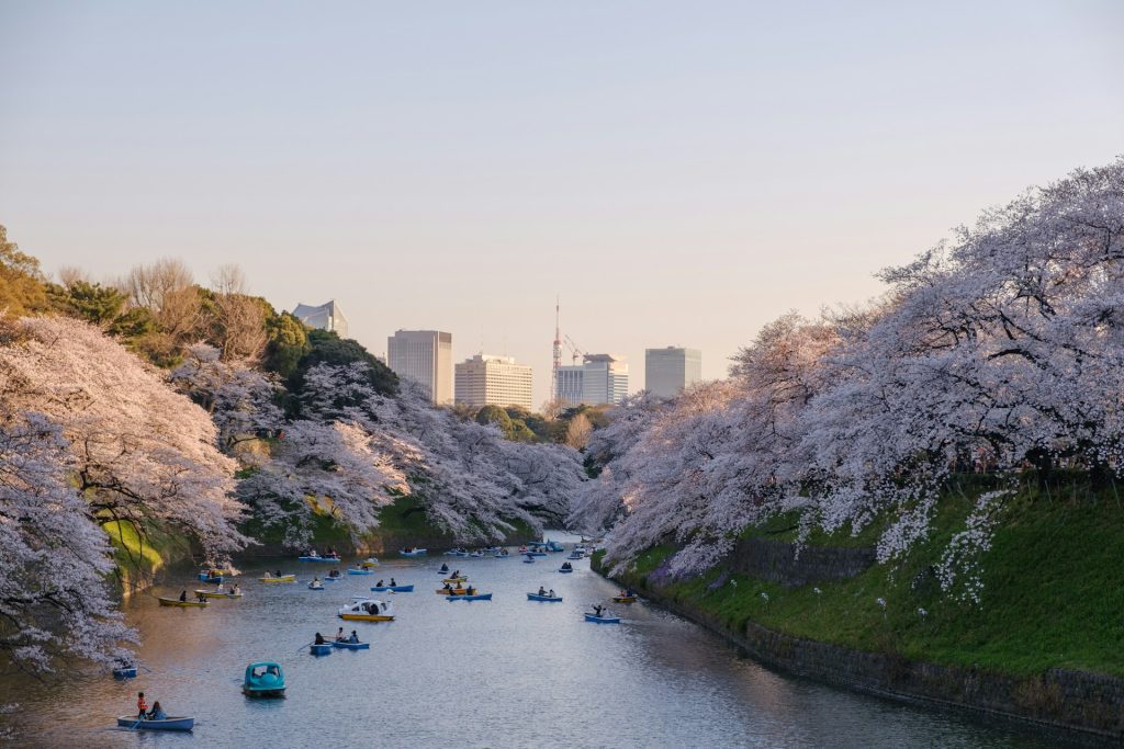 ueno-park-cherry-blossom-tokyo